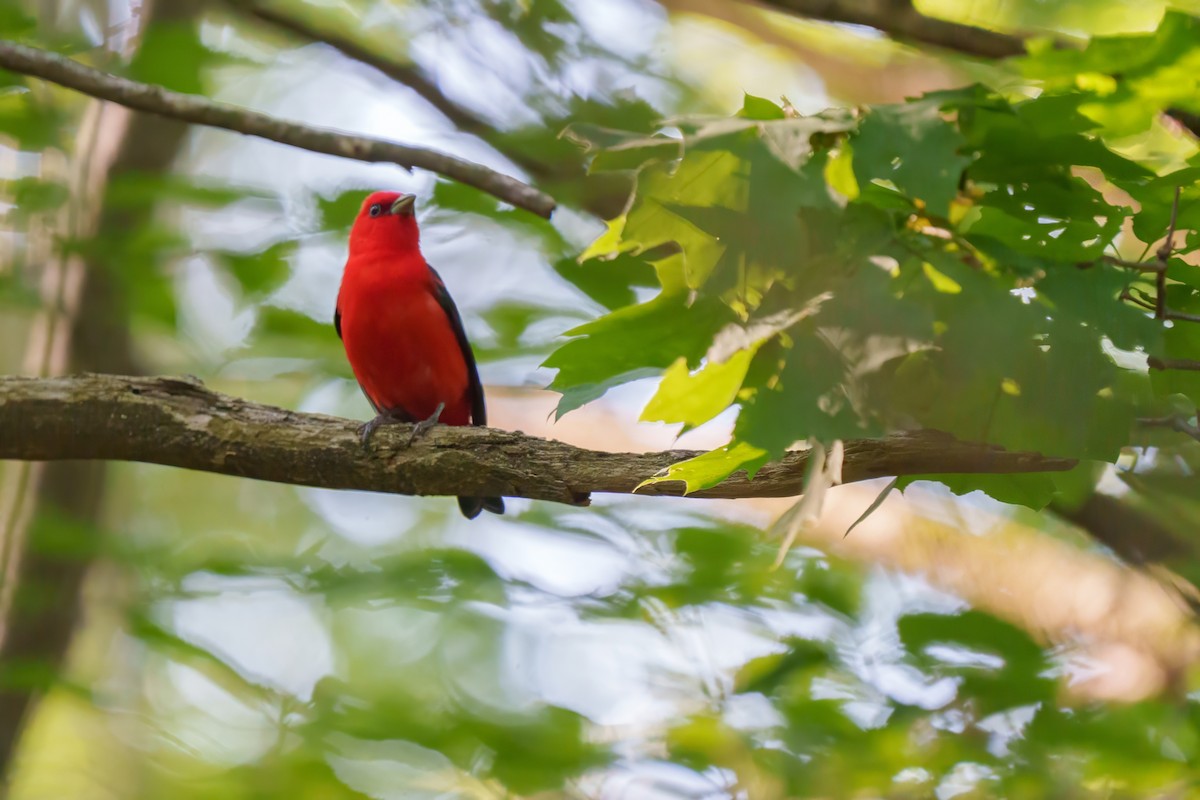 Scarlet Tanager - ML620029307