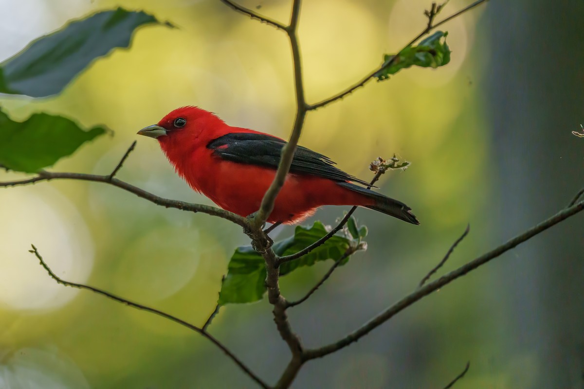 Scarlet Tanager - ML620029308