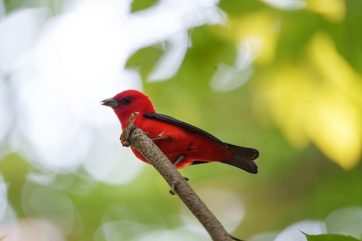 Scarlet Tanager - ML620029309