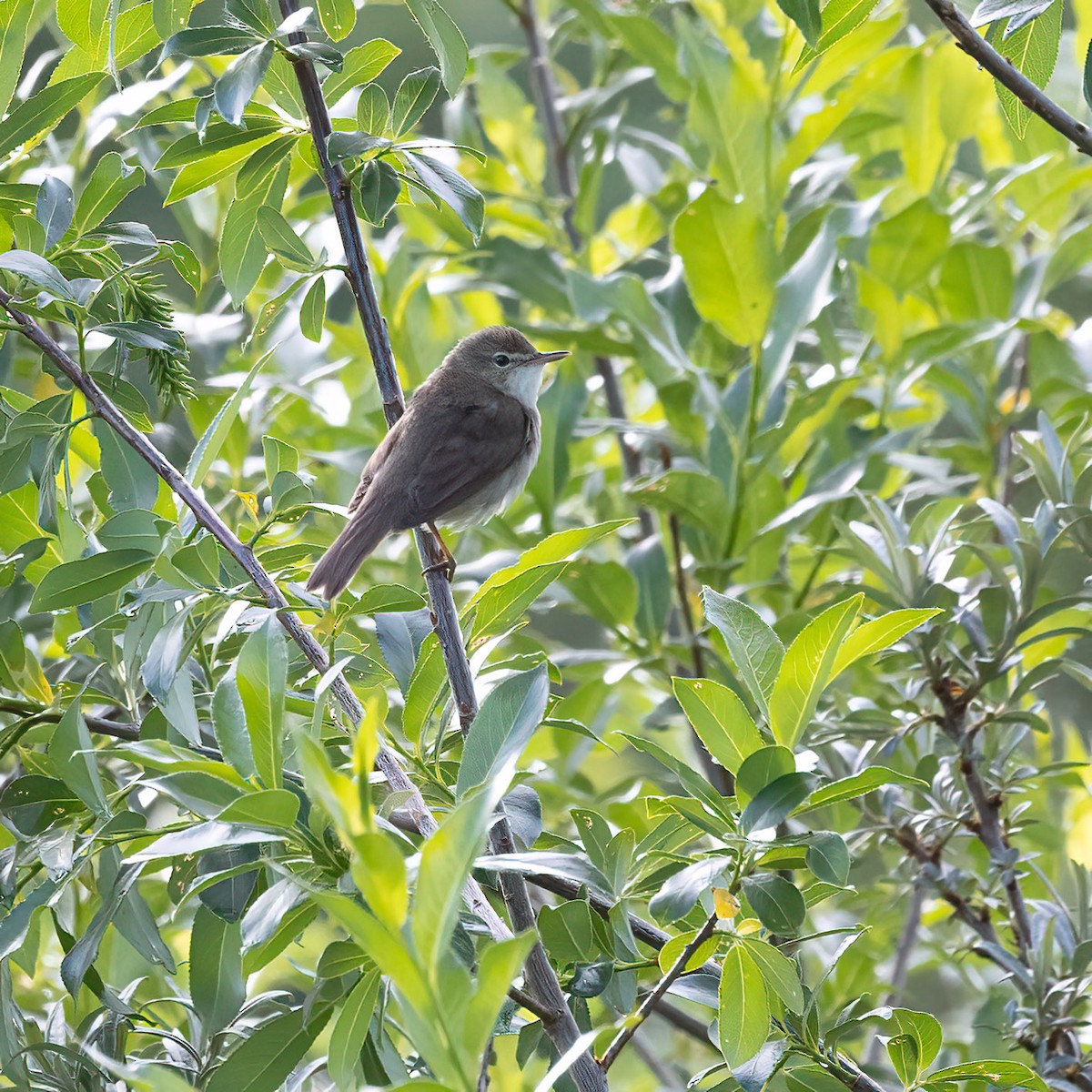 Blyth's Reed Warbler - ML620029310