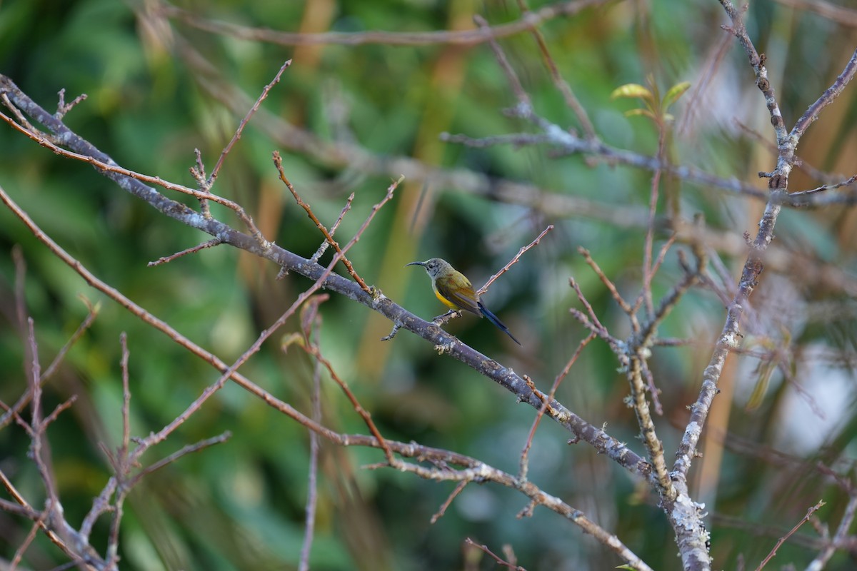 Green-tailed Sunbird - ML620029317