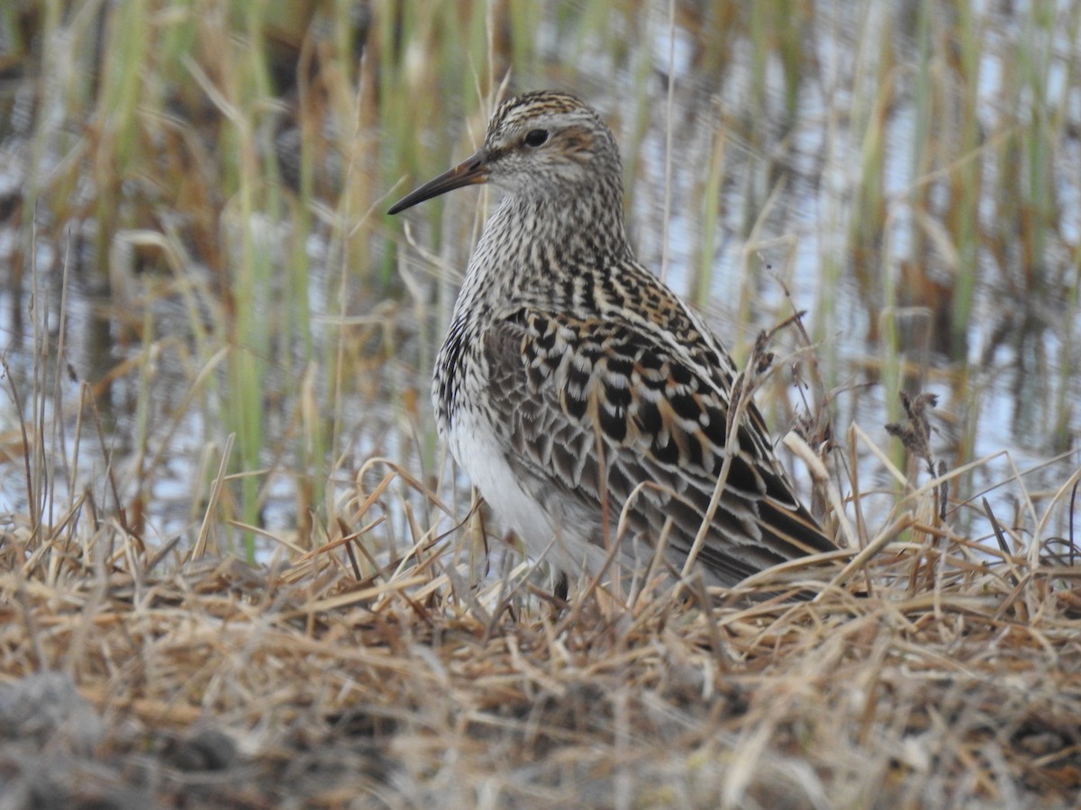 Graubrust-Strandläufer - ML620029331