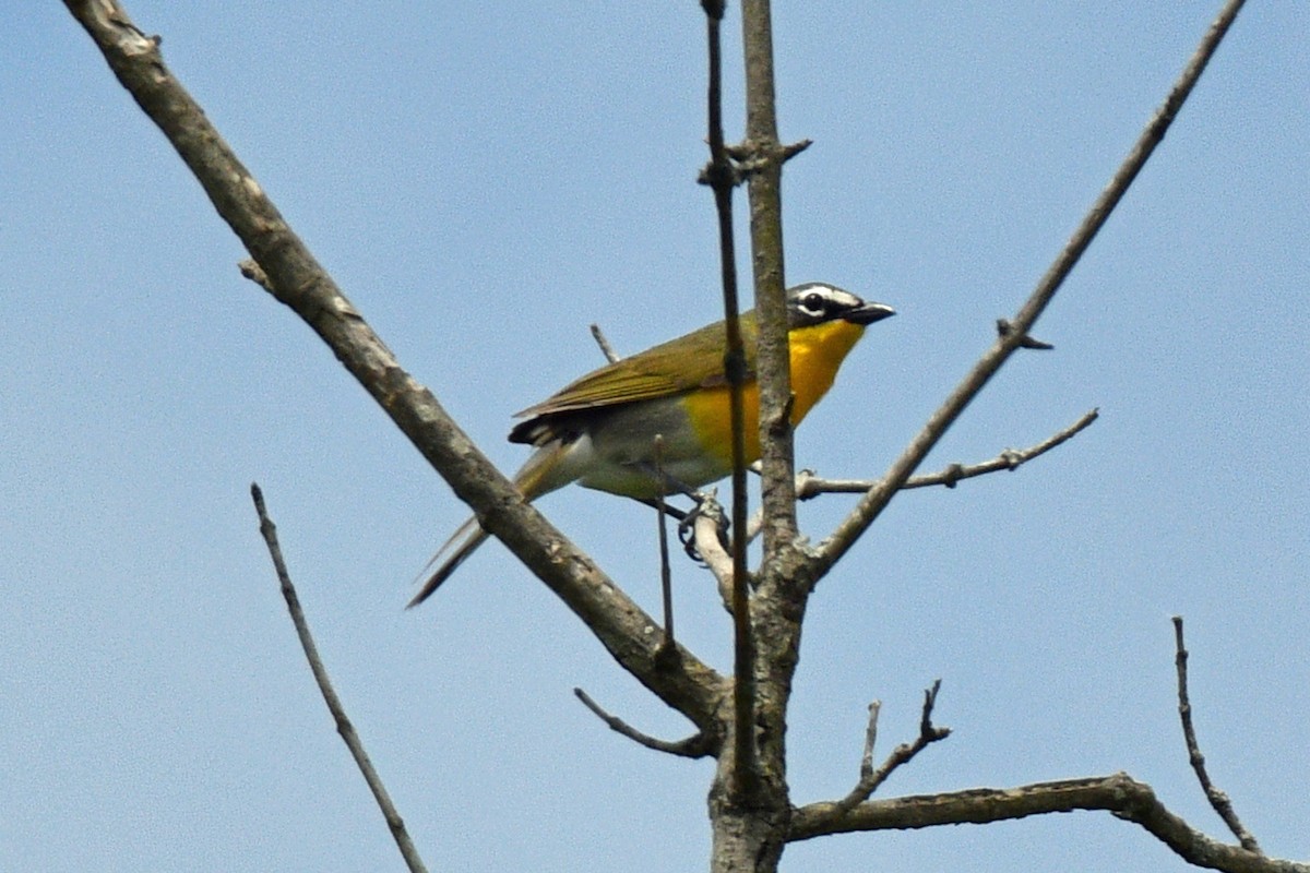 Yellow-breasted Chat - ML620029367