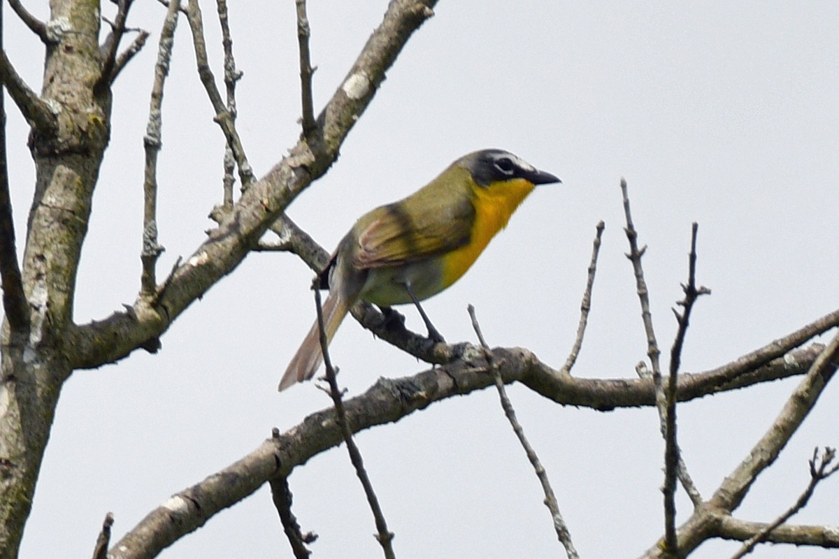 Yellow-breasted Chat - ML620029368