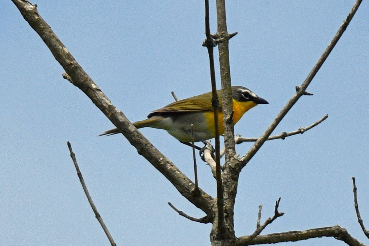 Yellow-breasted Chat - ML620029369