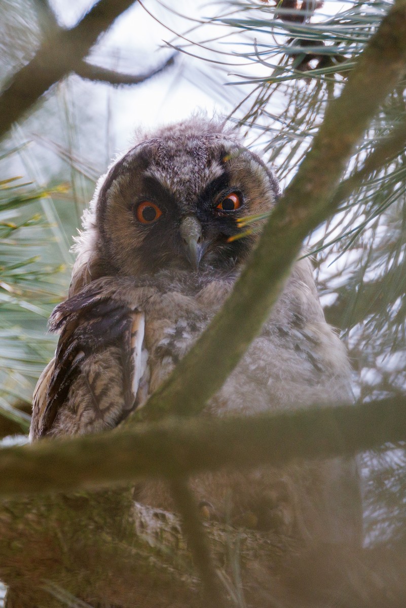 Long-eared Owl - ML620029373