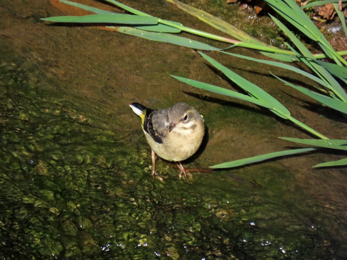 Gray Wagtail - ML620029374