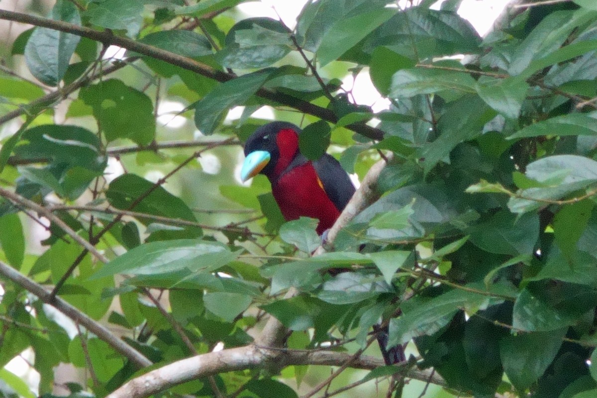Black-and-red Broadbill (Black-and-red) - ML620029377