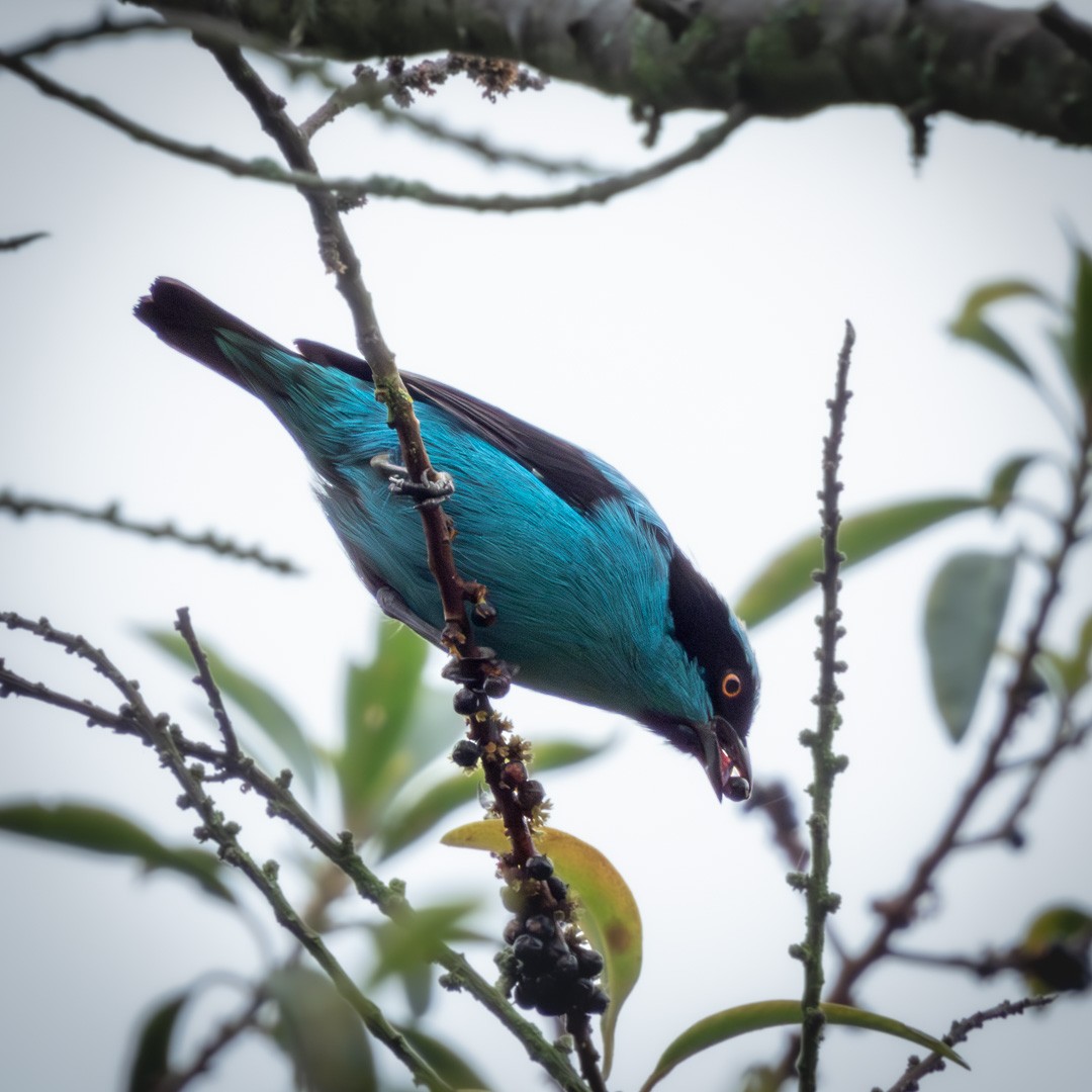 Turquoise Dacnis - ML620029426