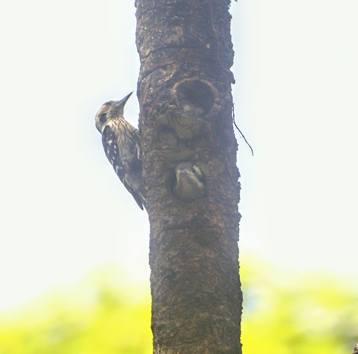 Gray-capped Pygmy Woodpecker - ML620029450