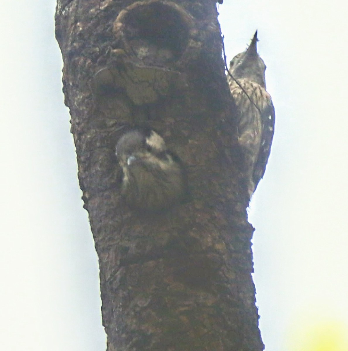 Gray-capped Pygmy Woodpecker - ML620029451