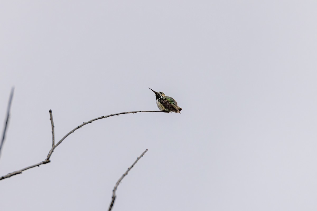 Calliope Hummingbird - ML620029468