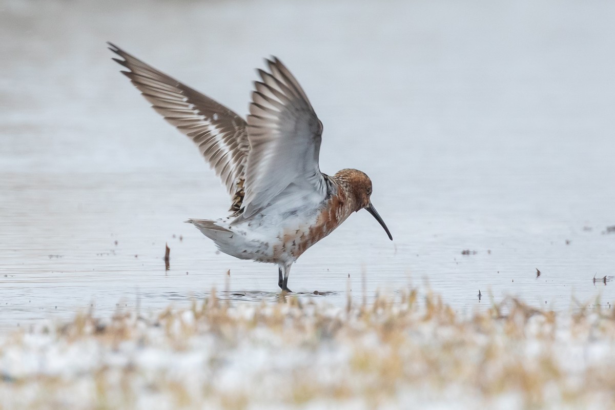 Curlew Sandpiper - ML620029469