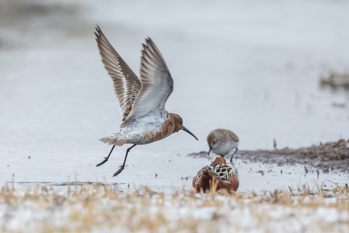 Curlew Sandpiper - ML620029470