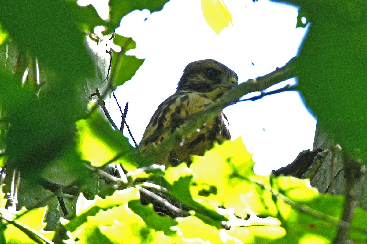 Red-shouldered Hawk - ML620029485