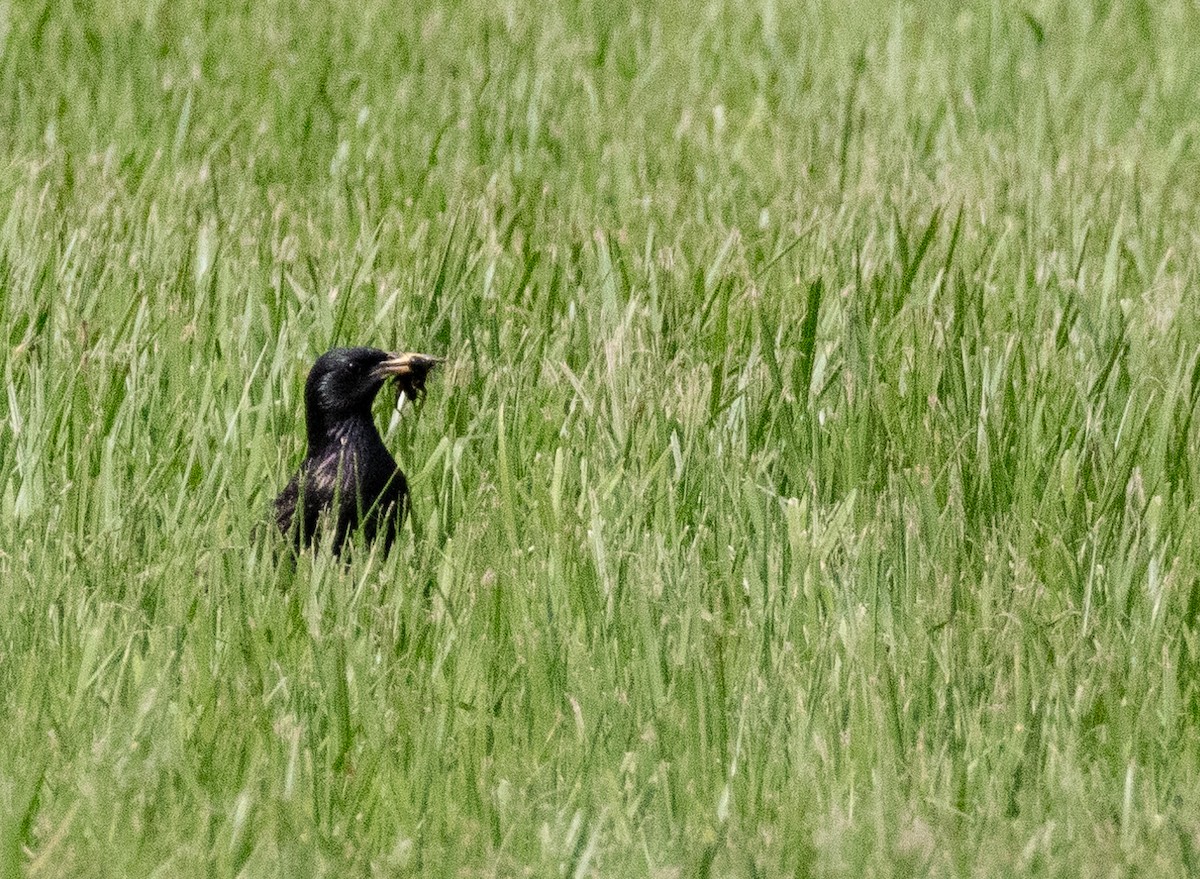 歐洲椋鳥 - ML620029505