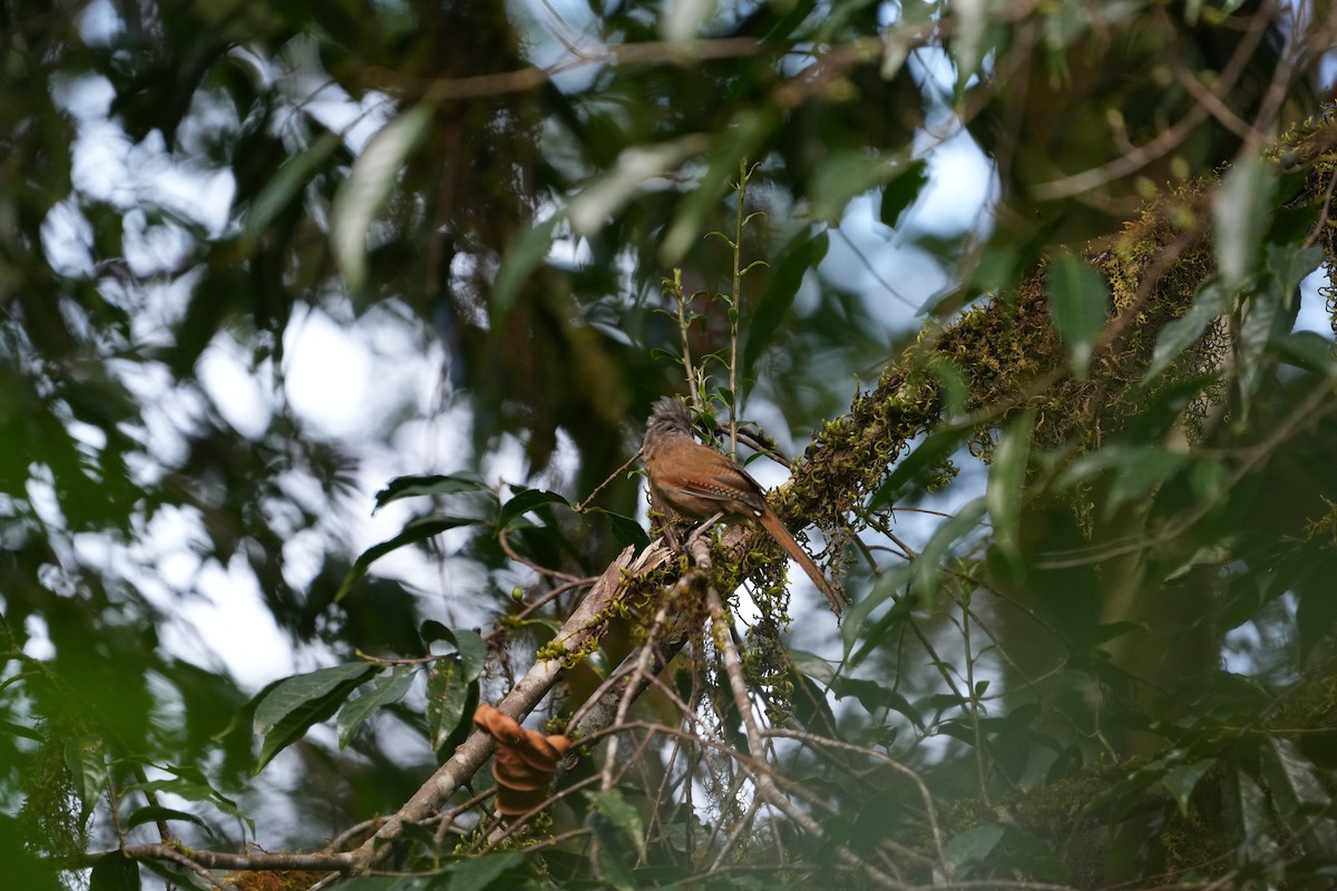 Rusty-fronted Barwing - ML620029510
