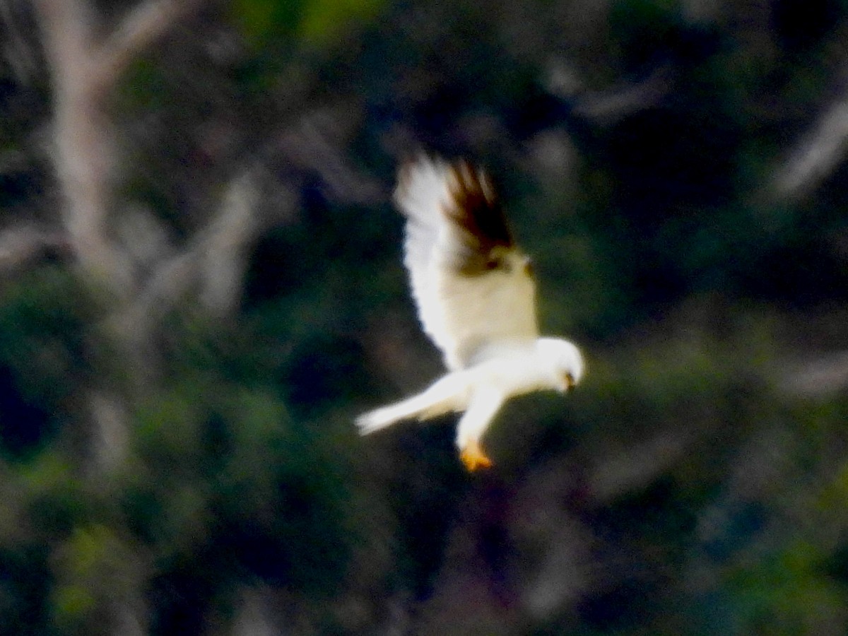 White-tailed Kite - ML620029512