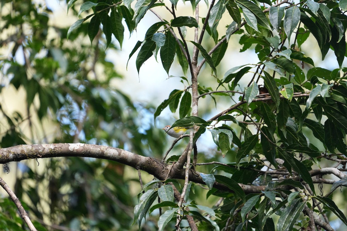 Chestnut-crowned Warbler - ML620029531