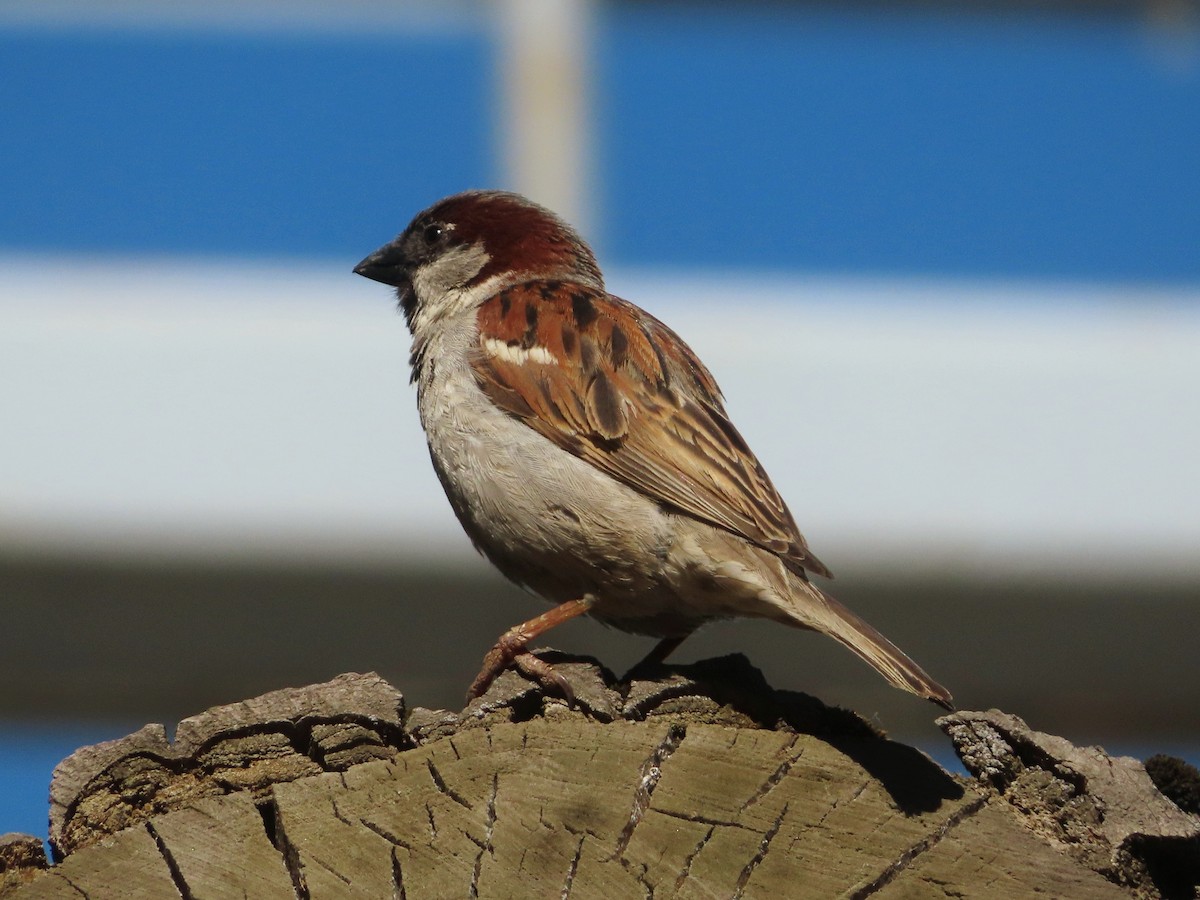 House Sparrow - ML620029559