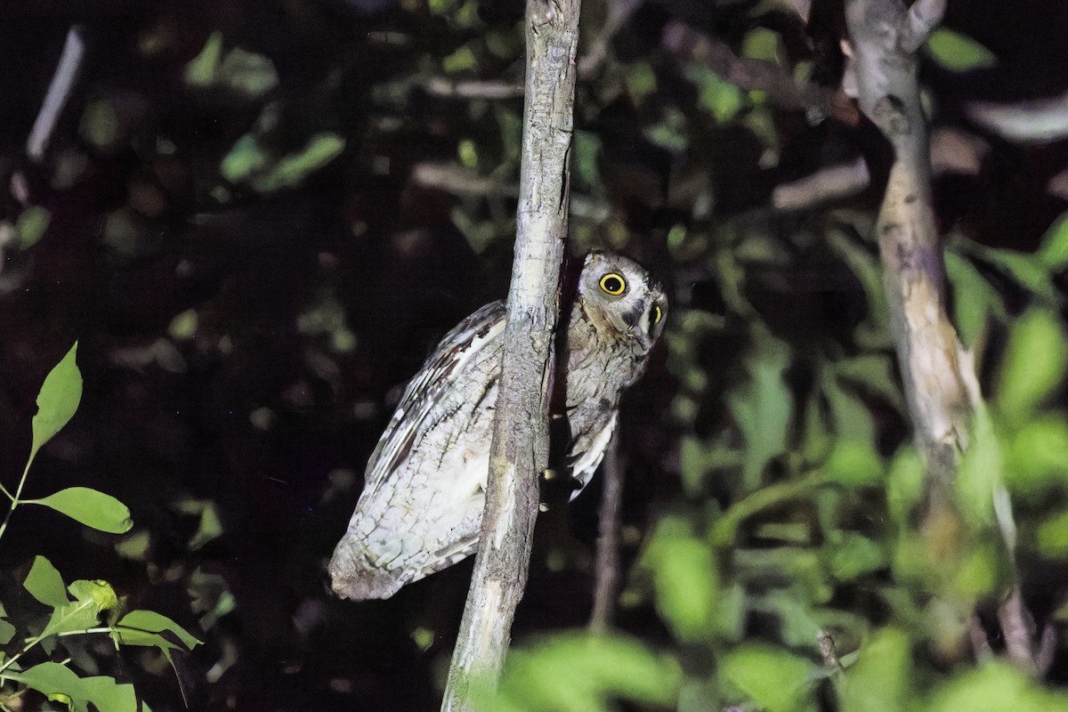 Eurasian Scops-Owl - ML620029565