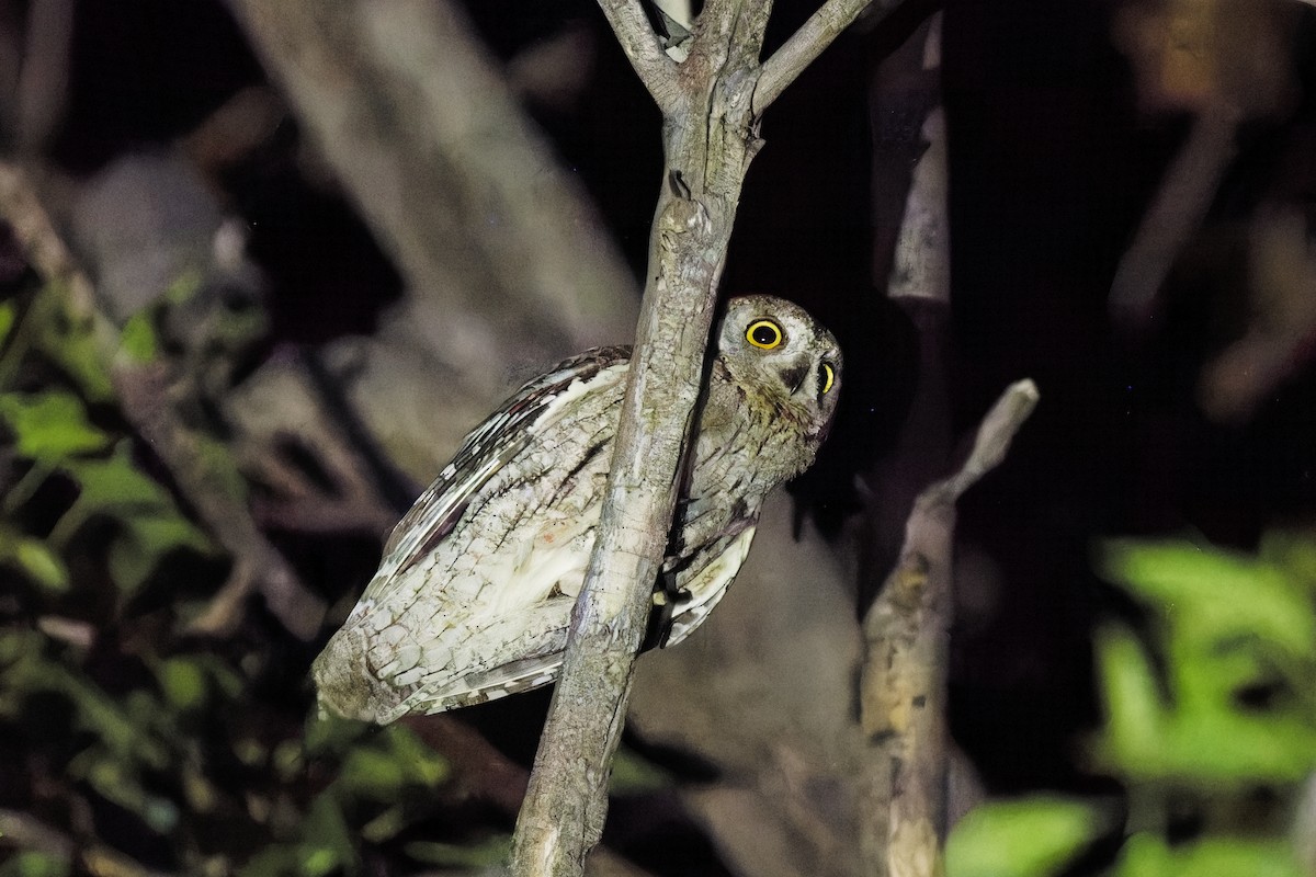 Eurasian Scops-Owl - ML620029566