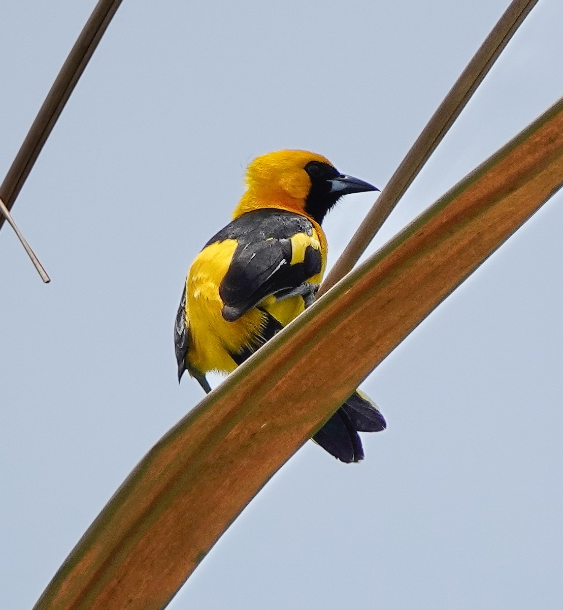 Yellow-tailed Oriole - ML620029581