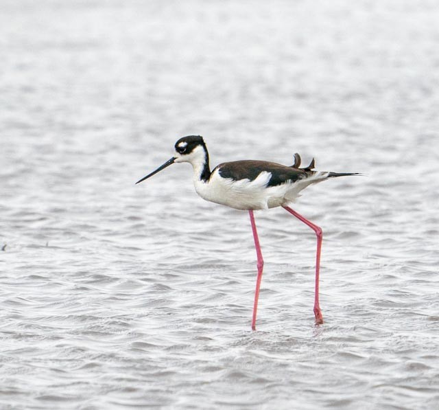 Black-necked Stilt - ML620029585