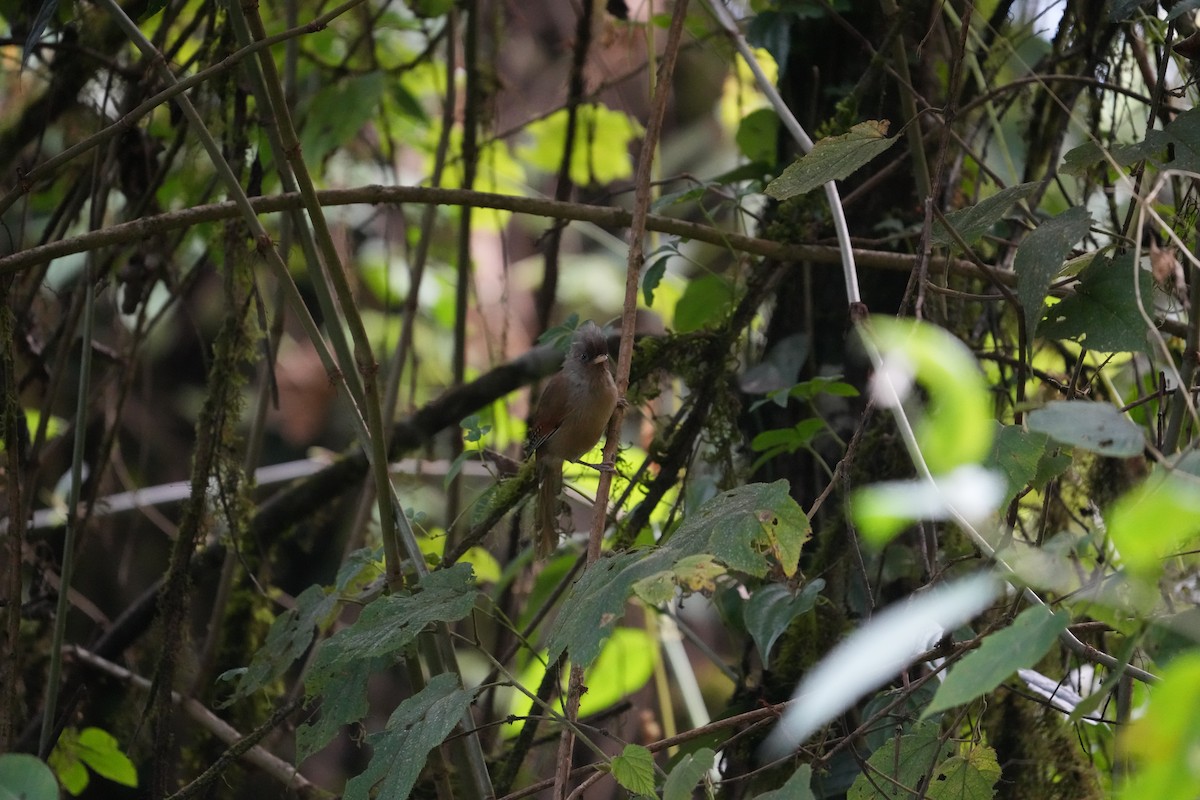 Rusty-fronted Barwing - ML620029586