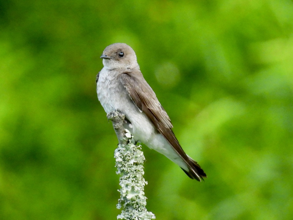 Northern Rough-winged Swallow - ML620029588