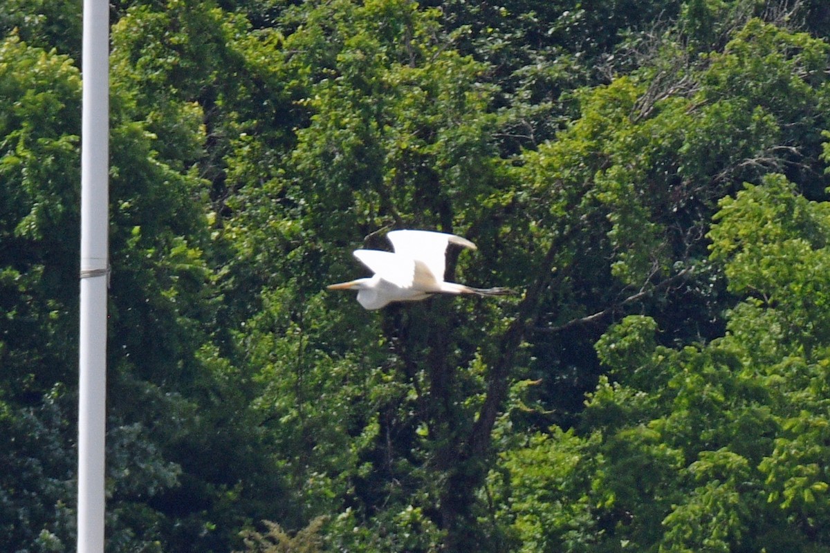 Большая белая цапля - ML620029590