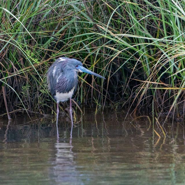 Tricolored Heron - ML620029595