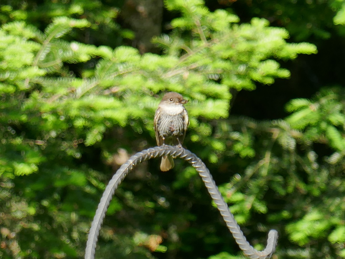 Eastern Phoebe - ML620029616