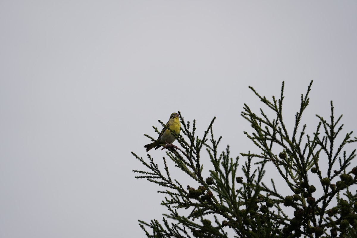 Yellow-breasted Greenfinch - ML620029658