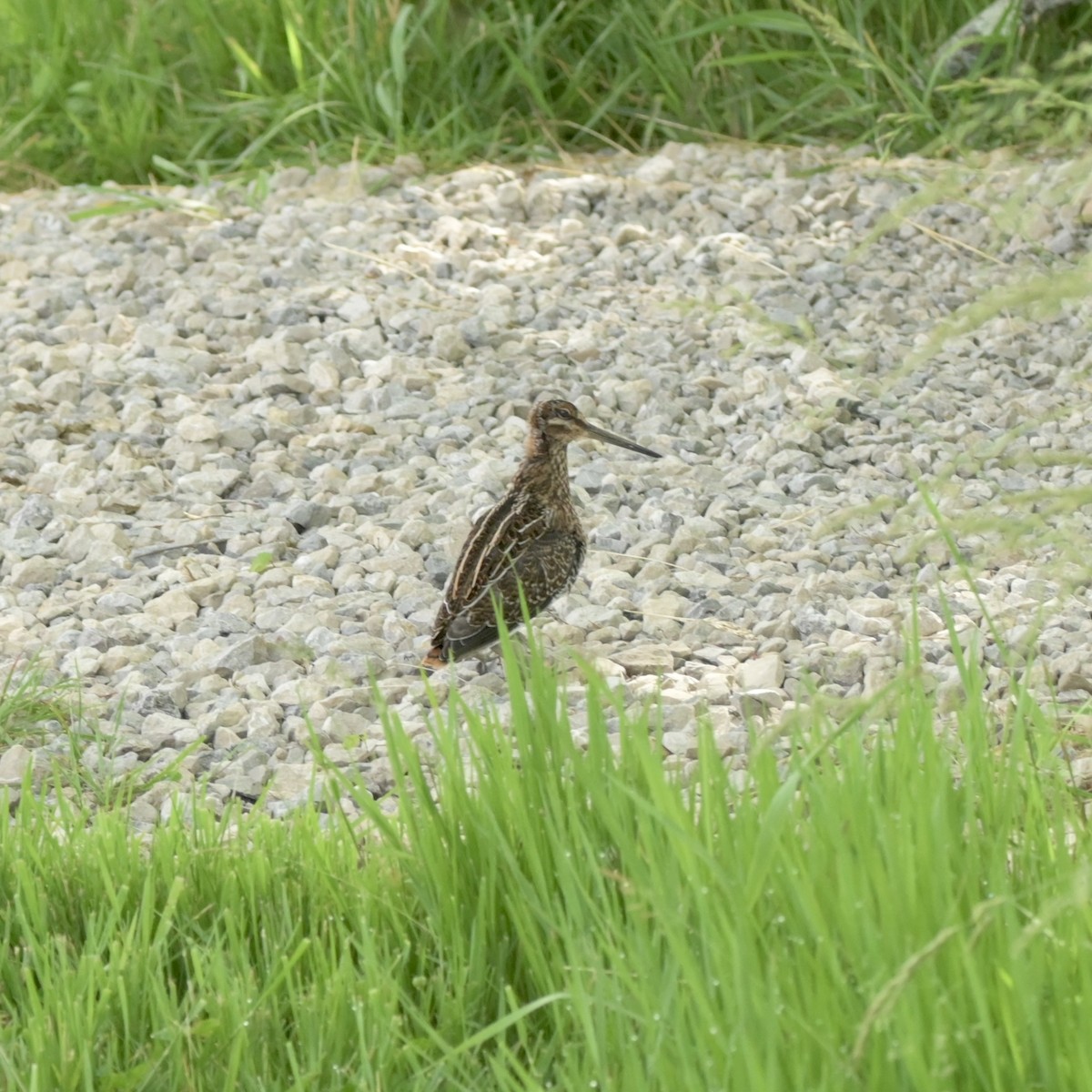 Wilson's Snipe - ML620029699