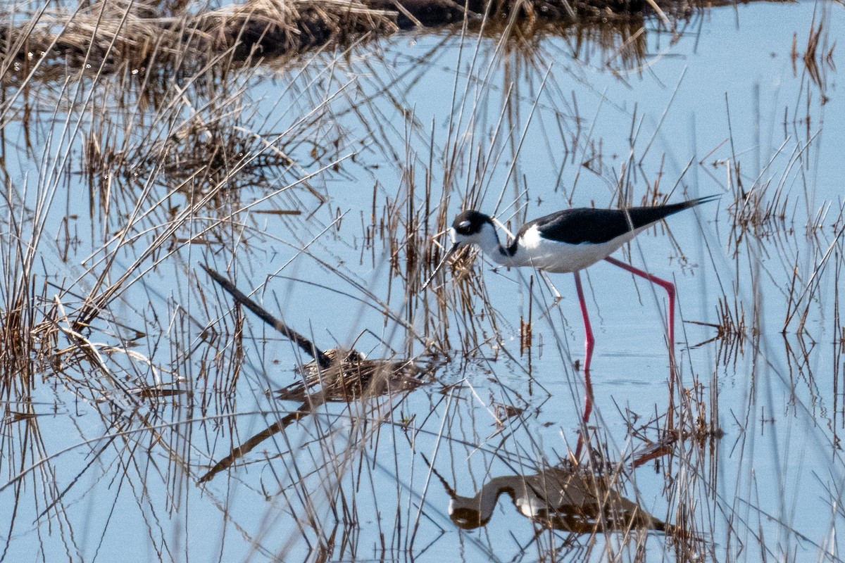 Black-necked Stilt - ML620029701