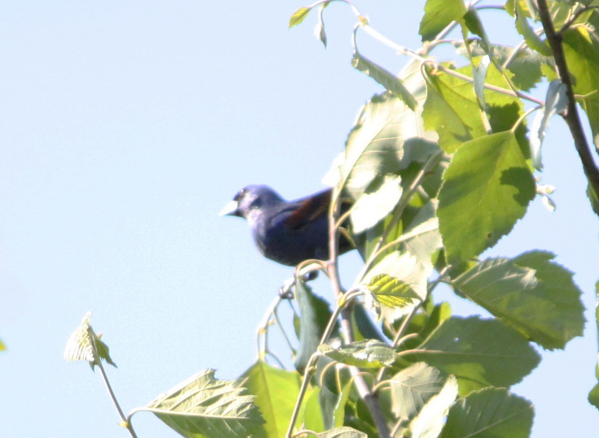 Blue Grosbeak - ML620029708