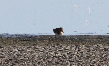 Little Stint - Dan Maxwell