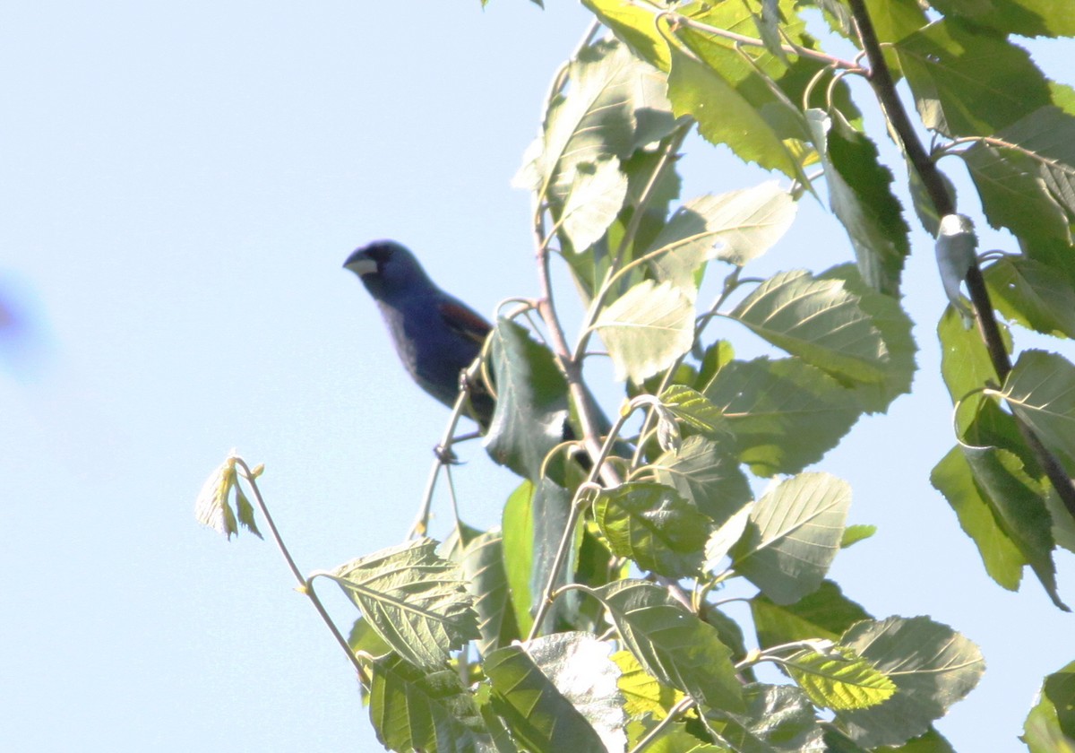 Blue Grosbeak - ML620029710