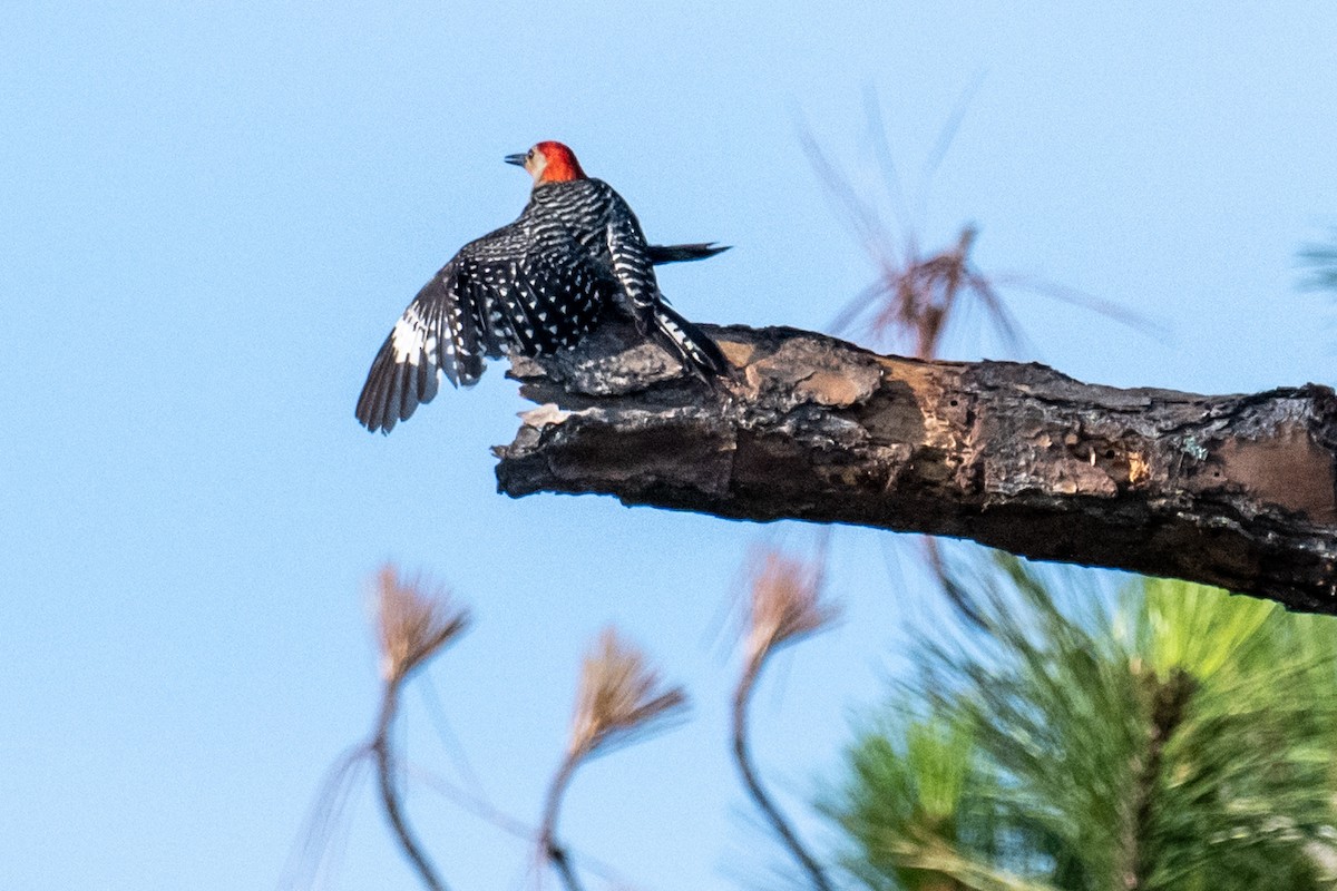 Red-bellied Woodpecker - ML620029731