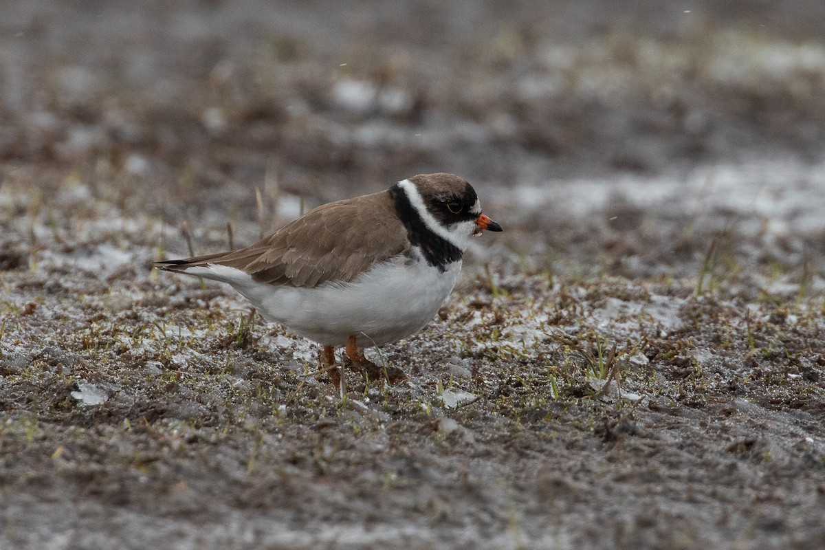 Semipalmated Plover - ML620029743