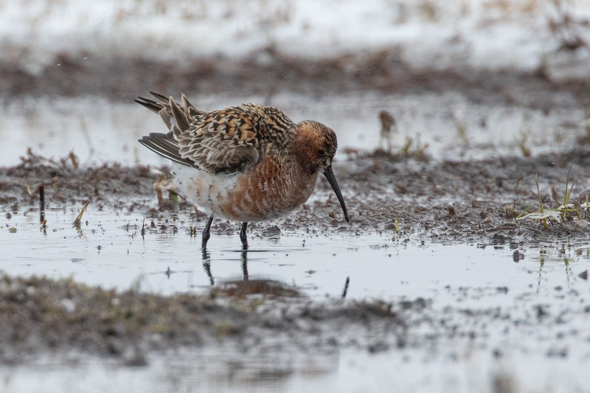 Curlew Sandpiper - ML620029748