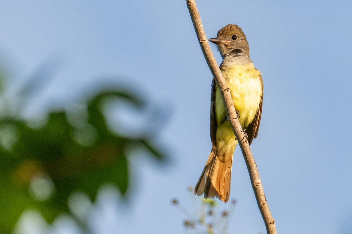 Great Crested Flycatcher - ML620029751