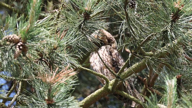 Long-eared Owl - ML620029756