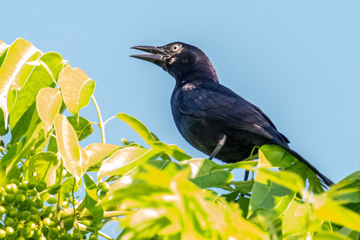 Common Grackle - ML620029760