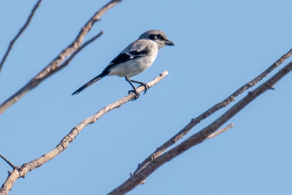 Loggerhead Shrike - ML620029790