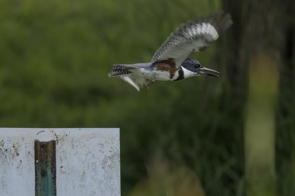 Belted Kingfisher - ML620029800