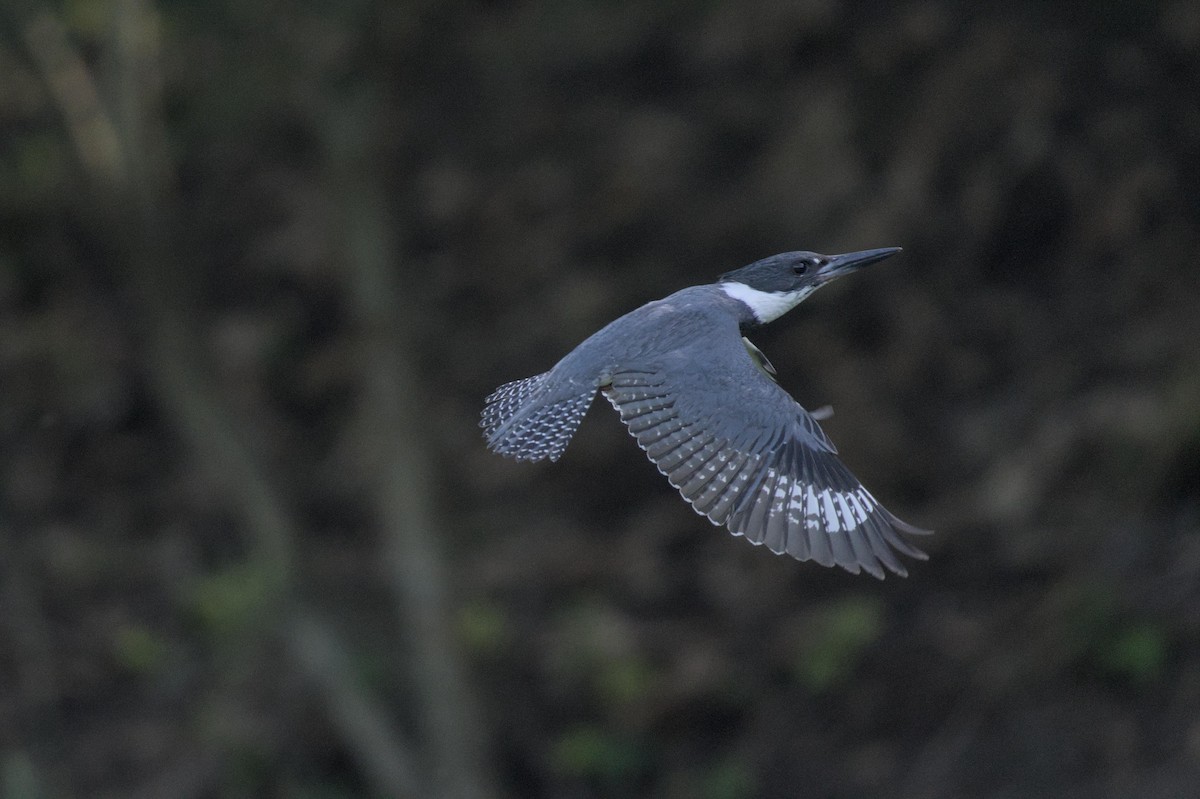 Belted Kingfisher - ML620029801