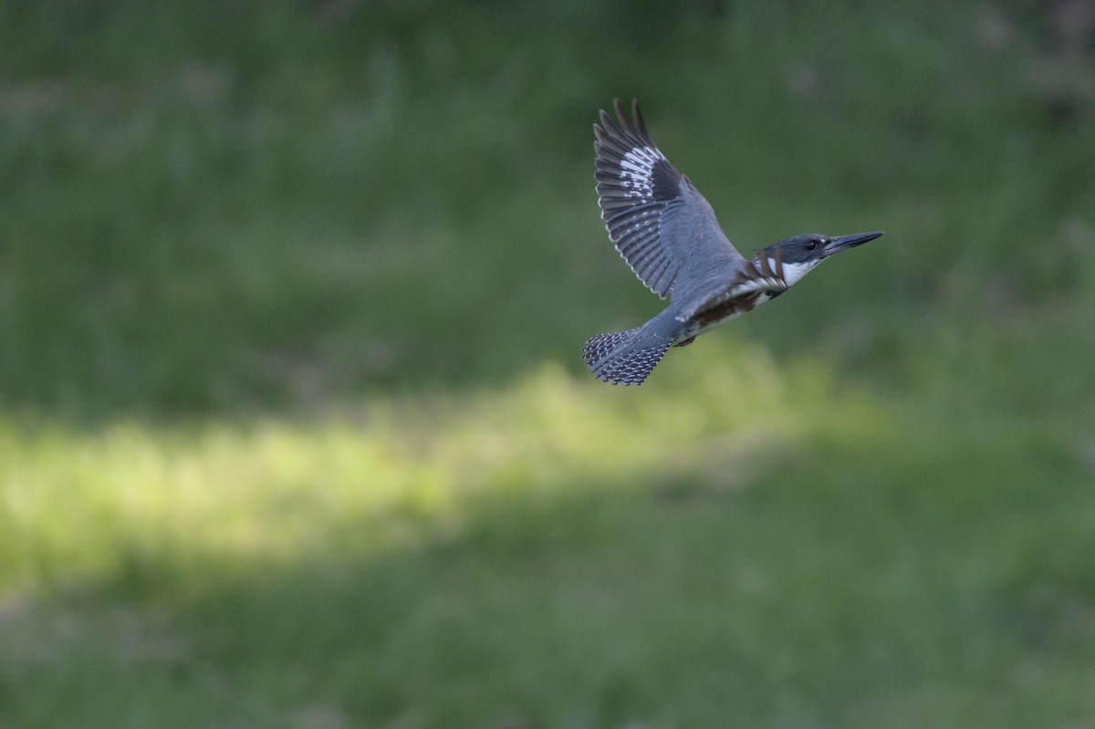 Belted Kingfisher - ML620029802