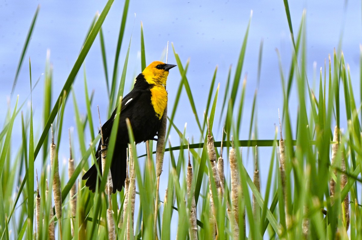 Yellow-headed Blackbird - ML620029806